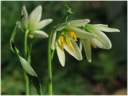 Image of fragrant fritillary