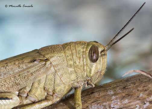 Image of egyptian grasshopper, tree locust