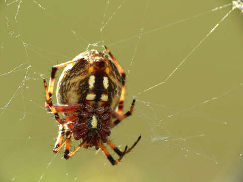 Image of Western Spotted Orbweaver