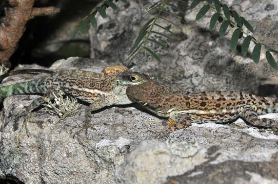 Image of Anguilla Bank Anole