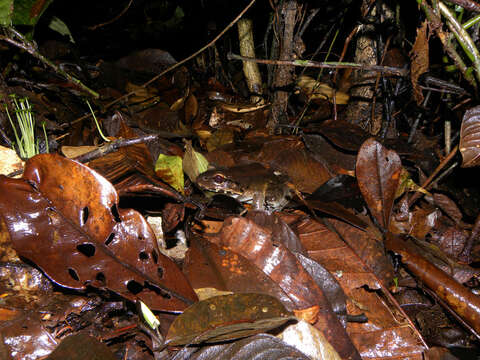 Image of Neotropical Grass Frogs