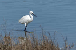 Image of Egretta Forster & T 1817