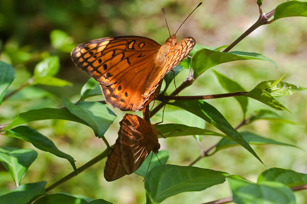 Image of Mexican Fritillary