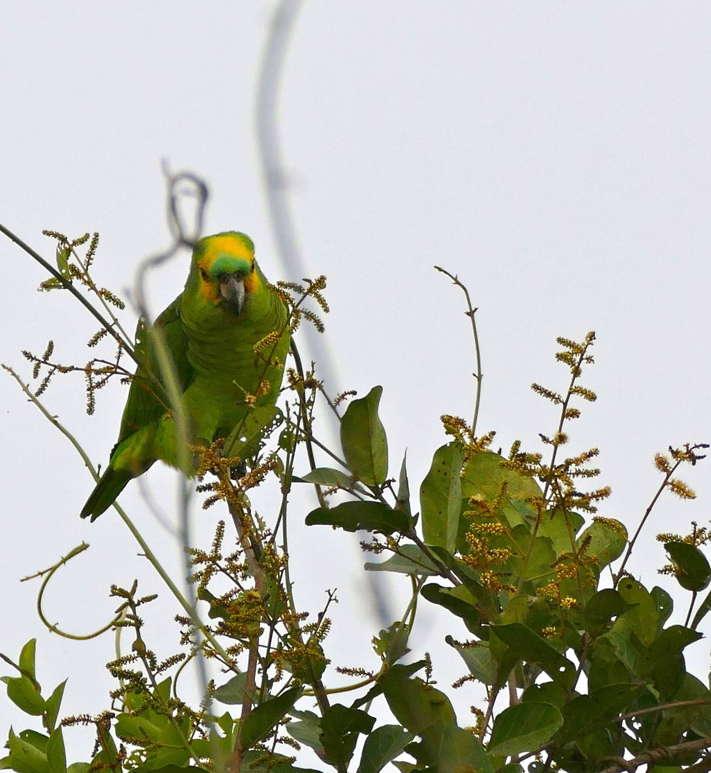 Image of Amazon parrots