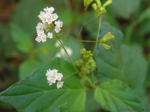 Sivun Boerhavia erecta L. kuva