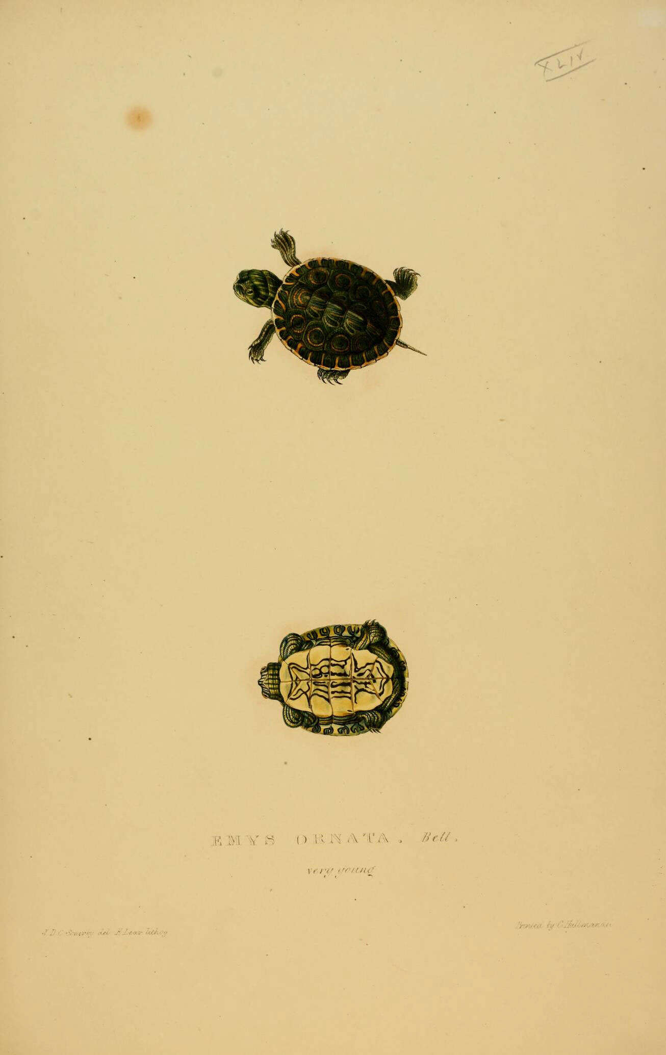 Image of Trachemys Agassiz 1857