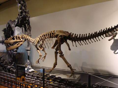 Image of Torvosaurus Galton & Jensen 1979
