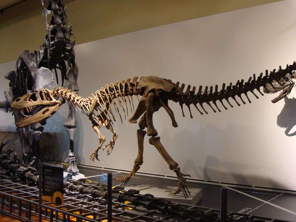 Image of Megalosauroidea
