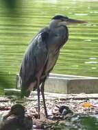 Image of Grey Heron