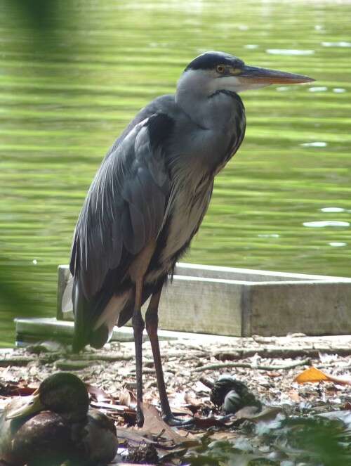 Image of Ardea Linnaeus 1758