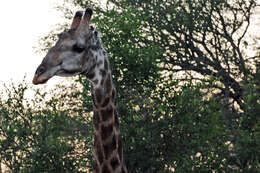 Image of Giraffe