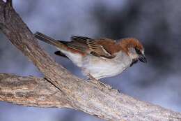 Image of Great Sparrow