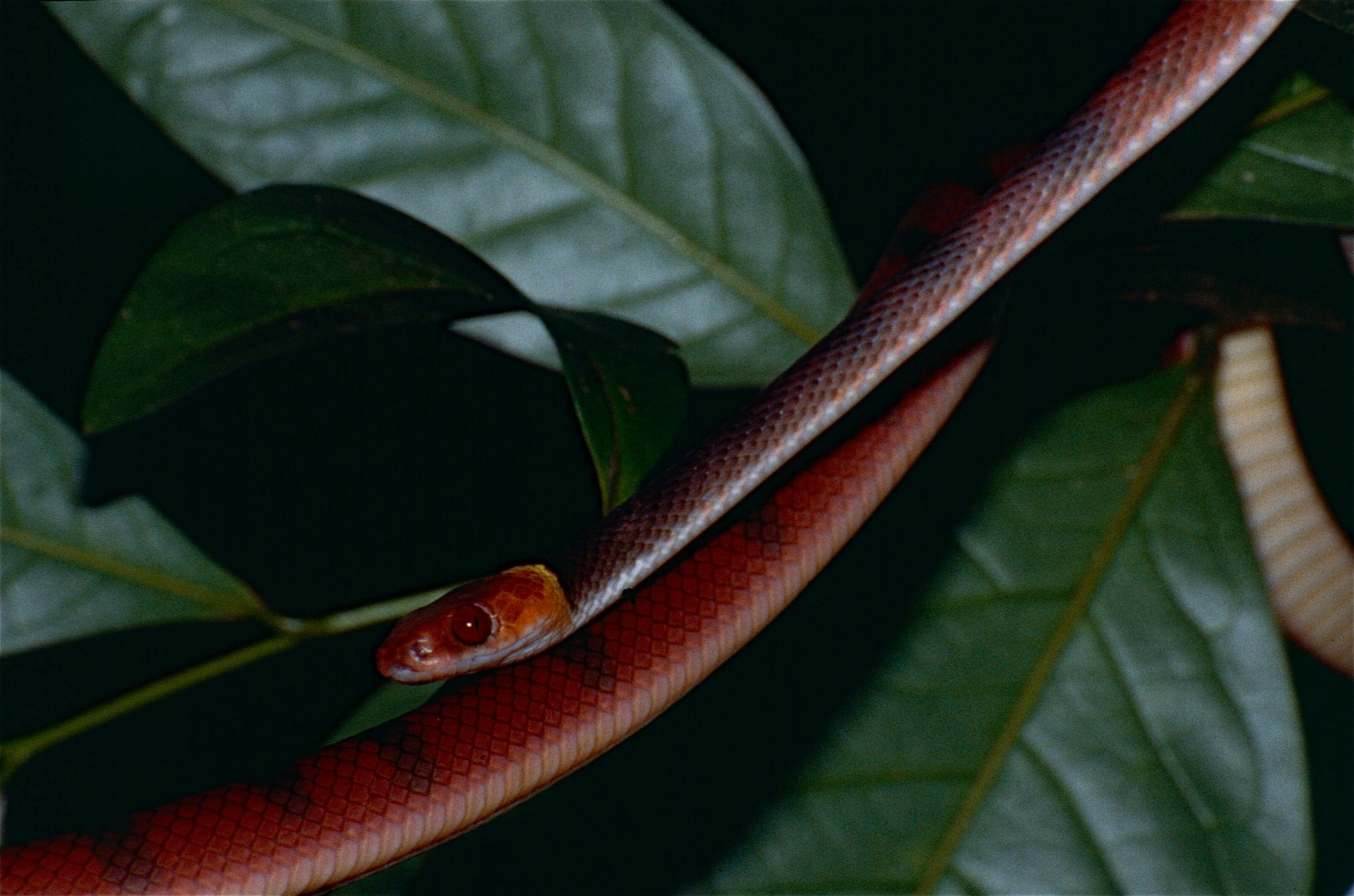 صورة Siphlophis compressus (Daudin 1803)