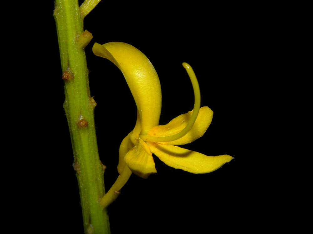 Image of Vochysia allenii Standl. & L. O. Williams