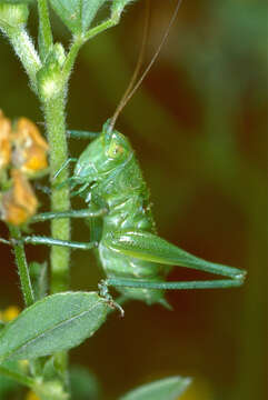 Image of katydid