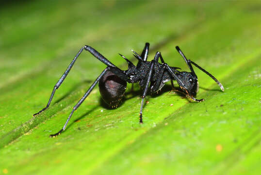 Image de Polyrhachis