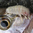 Image of Tongue-Eating Isopod