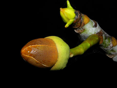 Image of Pseudobombax