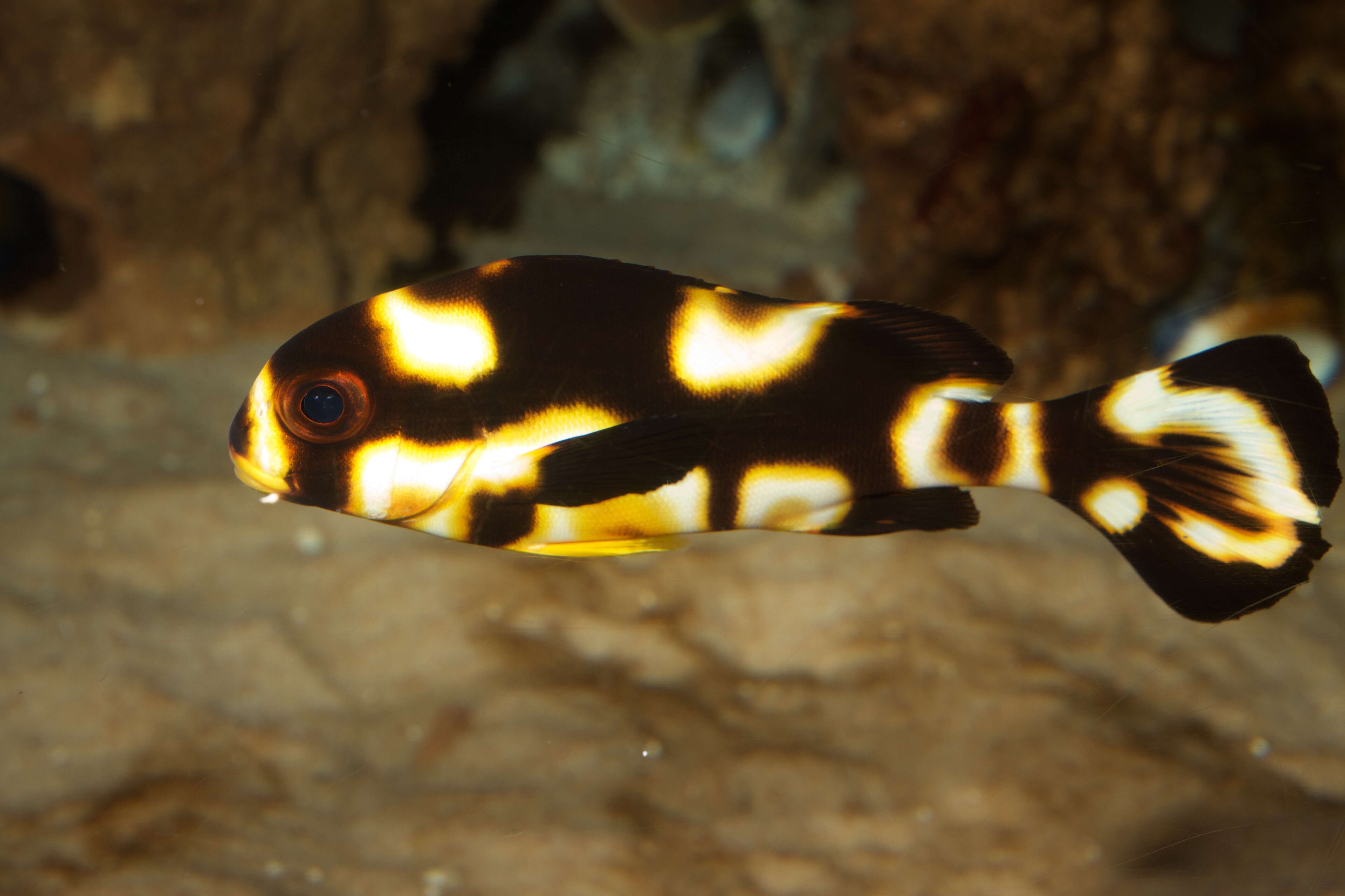 Image of Indian Ocean oriental sweetlips