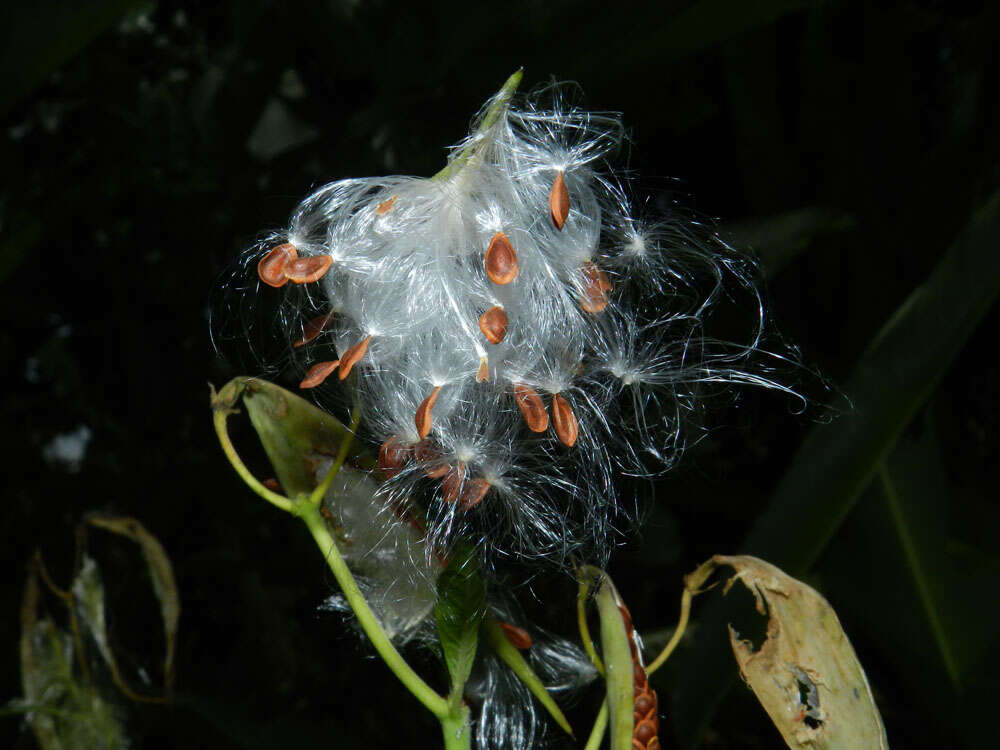 Image of milkweed