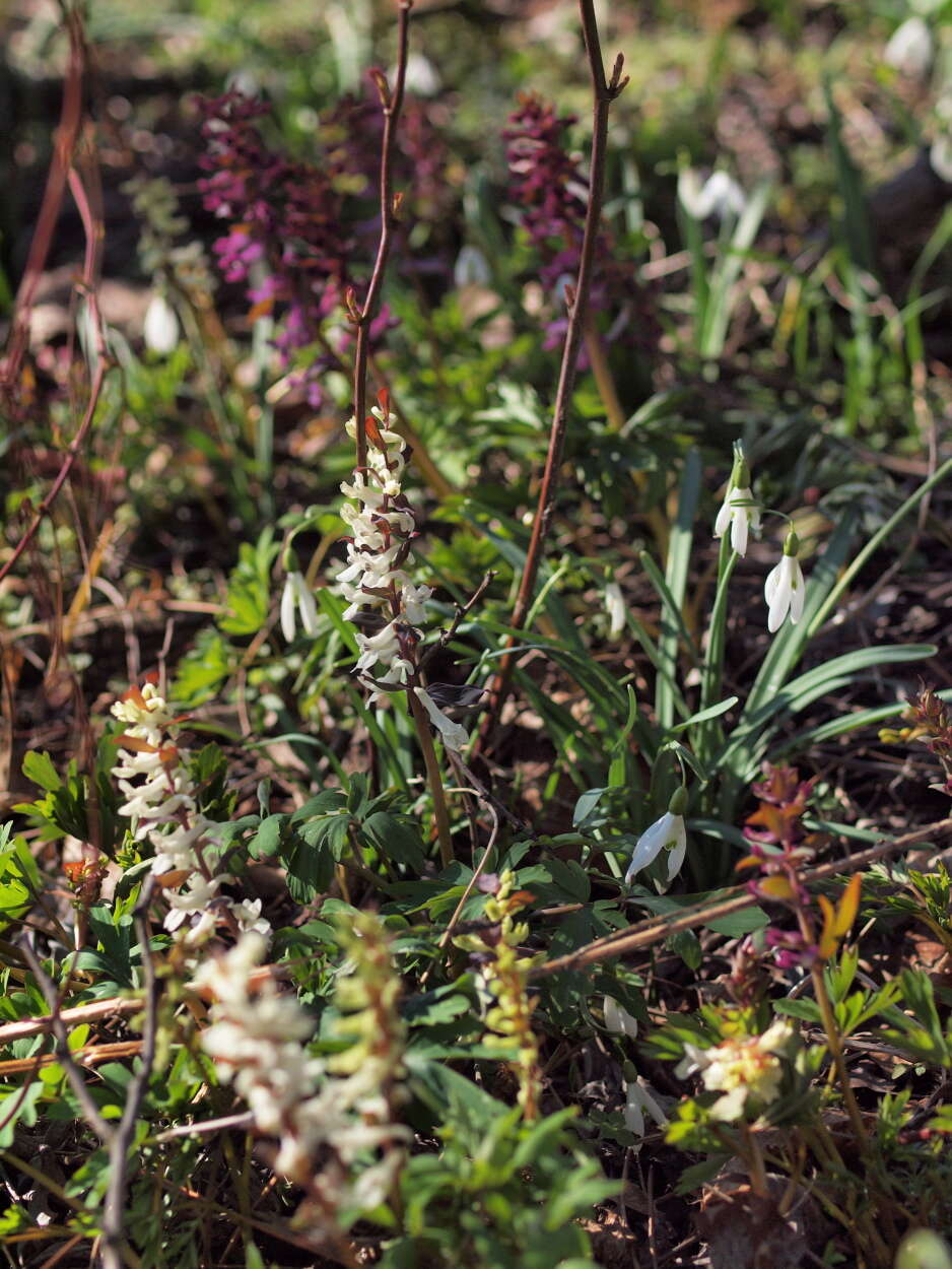 Слика од Corydalis cava (L.) Schweigger & Koerte