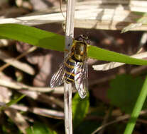 Image of Syrphus torvus Osten Sacken 1875