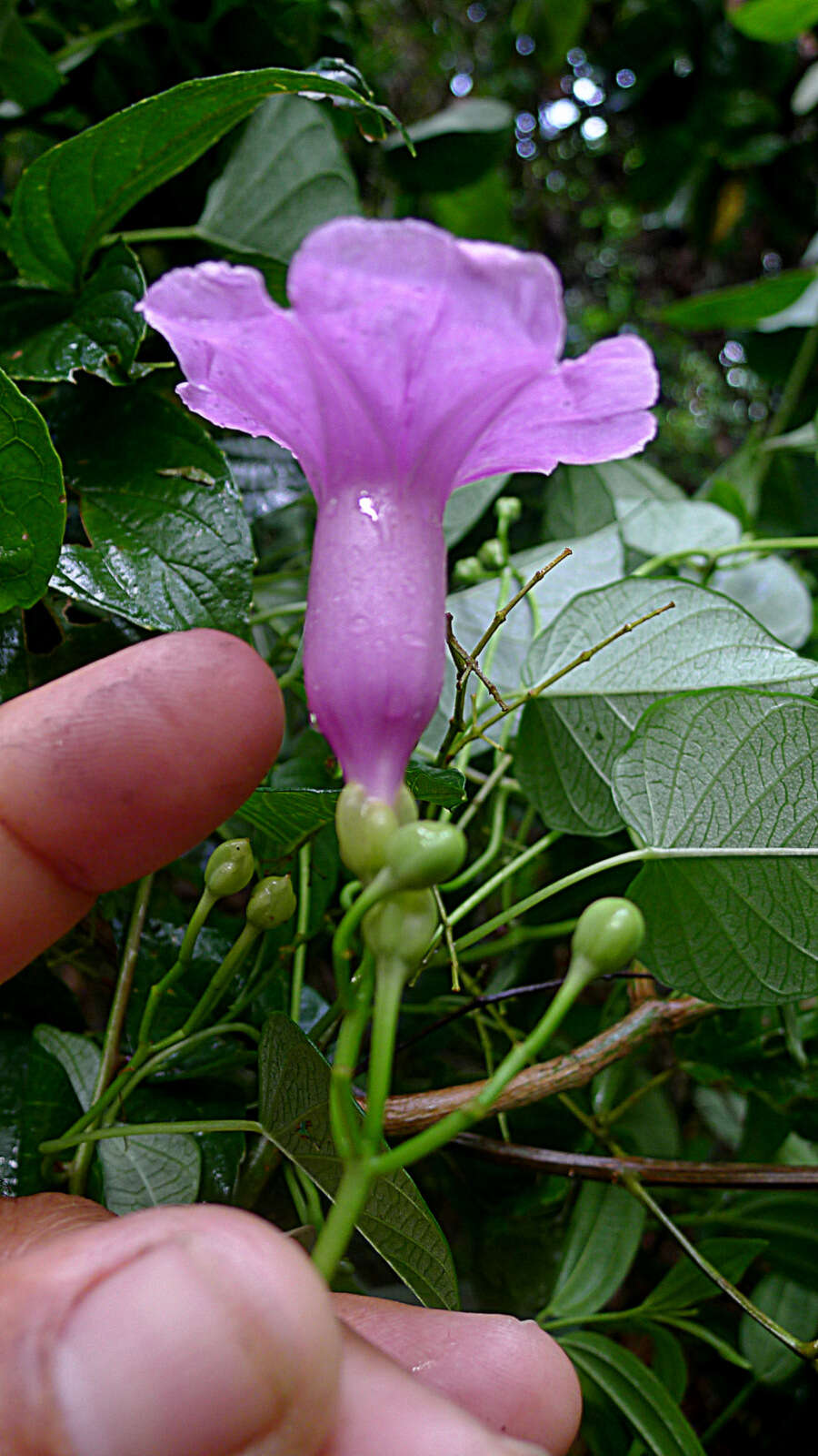 Plancia ëd Ipomoea batatoides Choisy