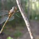 Image of Sentry Dragonfly