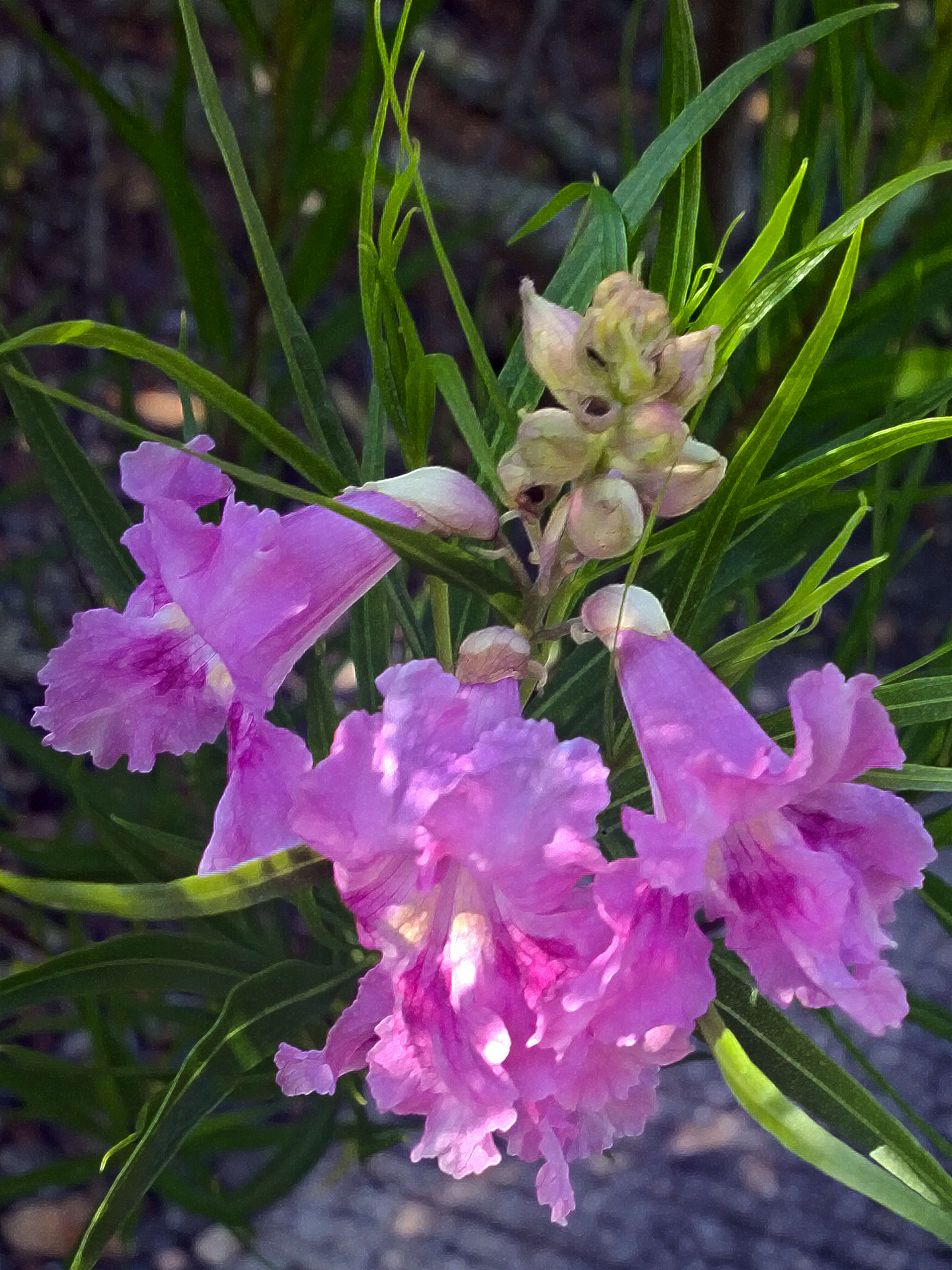 Image of desert willow