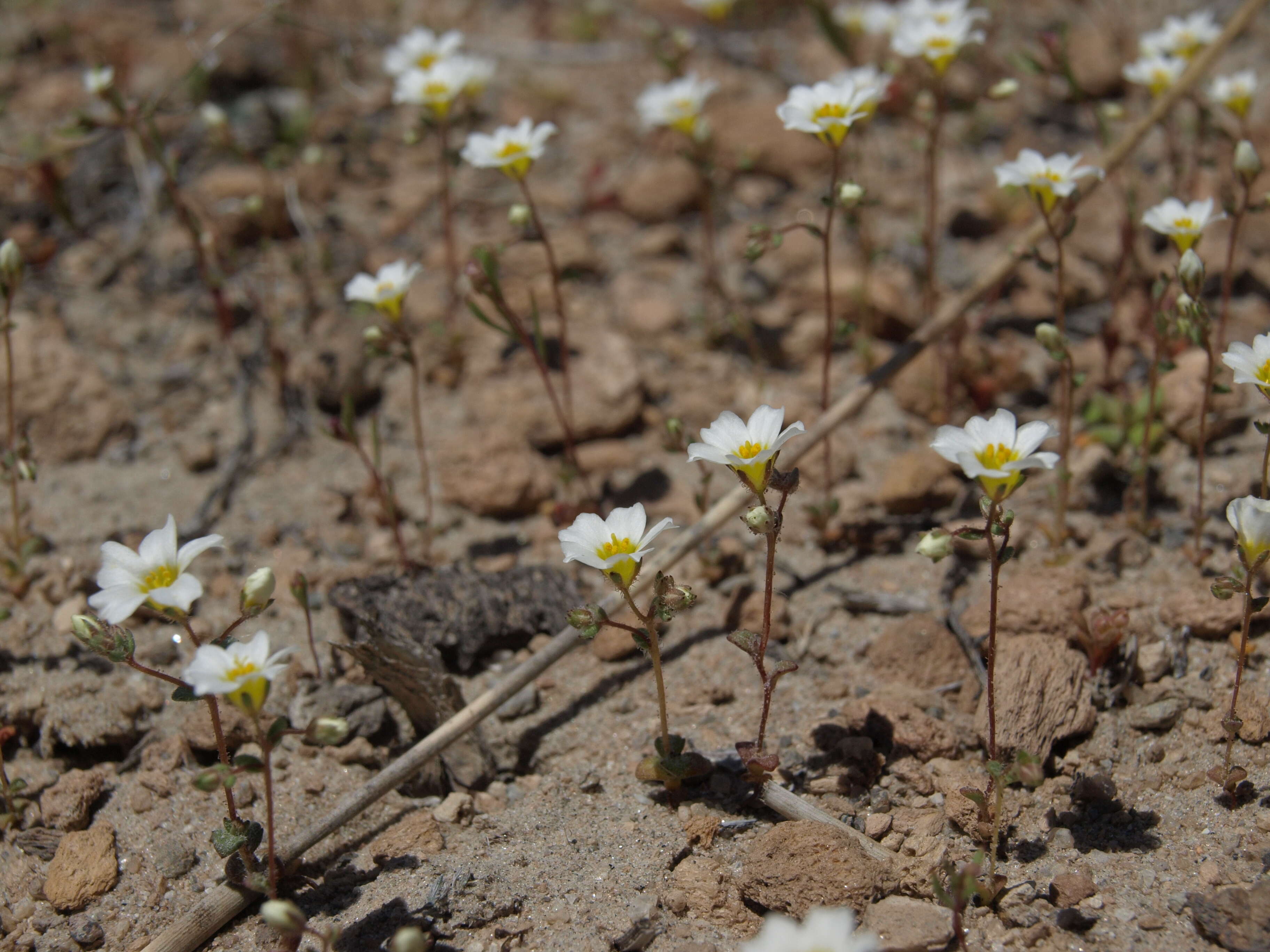 Image of linanthus