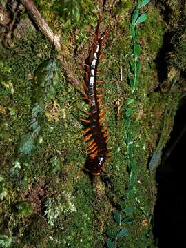 Image de Scolopendra subspinipes Leach 1816