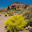 Plancia ëd Descurainia bourgaeana (E. Fourn.) Webb