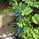 Image of caper spurge