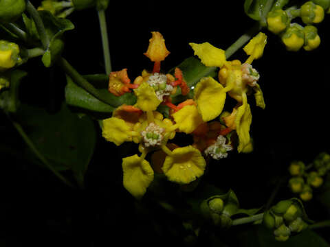 Image de Tetrapterys tinifolia Triana & Planch.