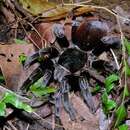 Image of Mexican Black Velvet Tarantula