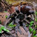 Image de Tarantule à croupion rouge du Mexique