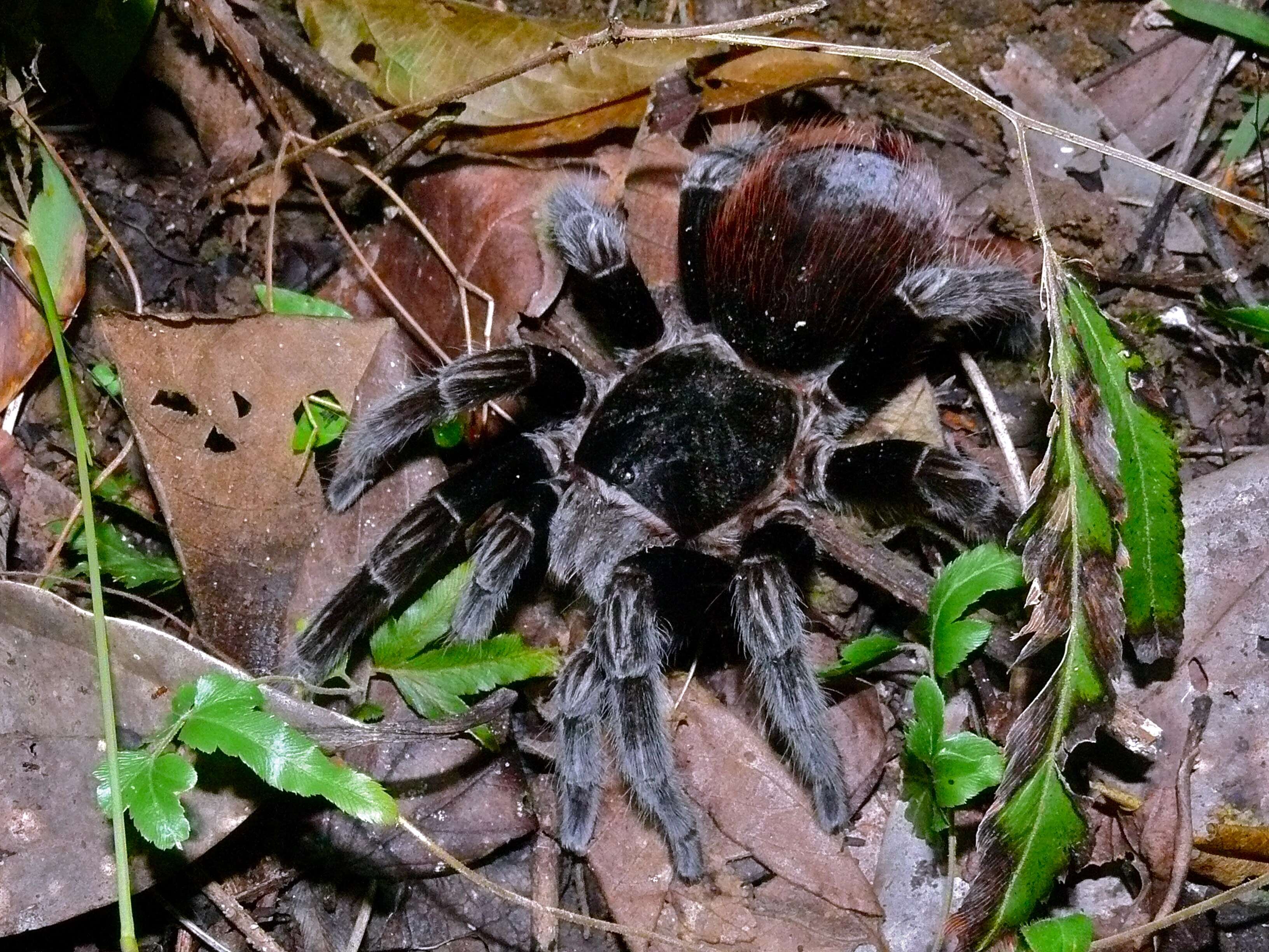 Image of Mexican Black Velvet Tarantula