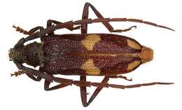 Image of Eucalyptus Borer