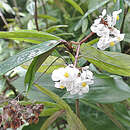 Image of Begonia parilis Irmsch.