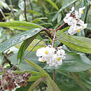 Imagem de Begonia parilis Irmsch.