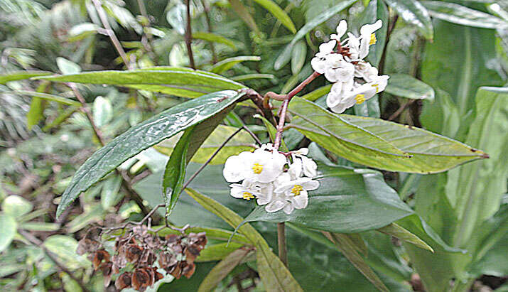 Image of Begonia parilis Irmsch.