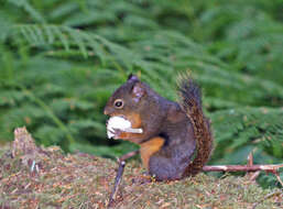 Image of pine squirrel