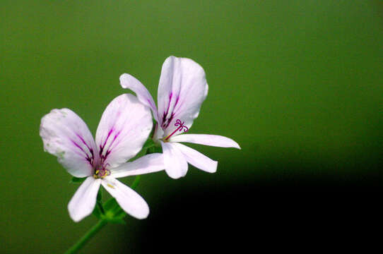 Image of Pelargonium crispum (Berg.) L'Her.