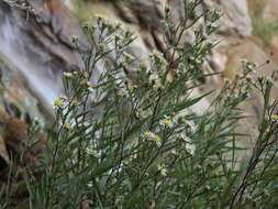 صورة Symphyotrichum lanceolatum (Willd.) G. L. Nesom