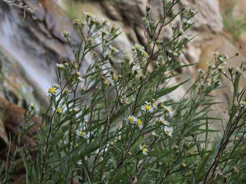 Image of white panicle aster