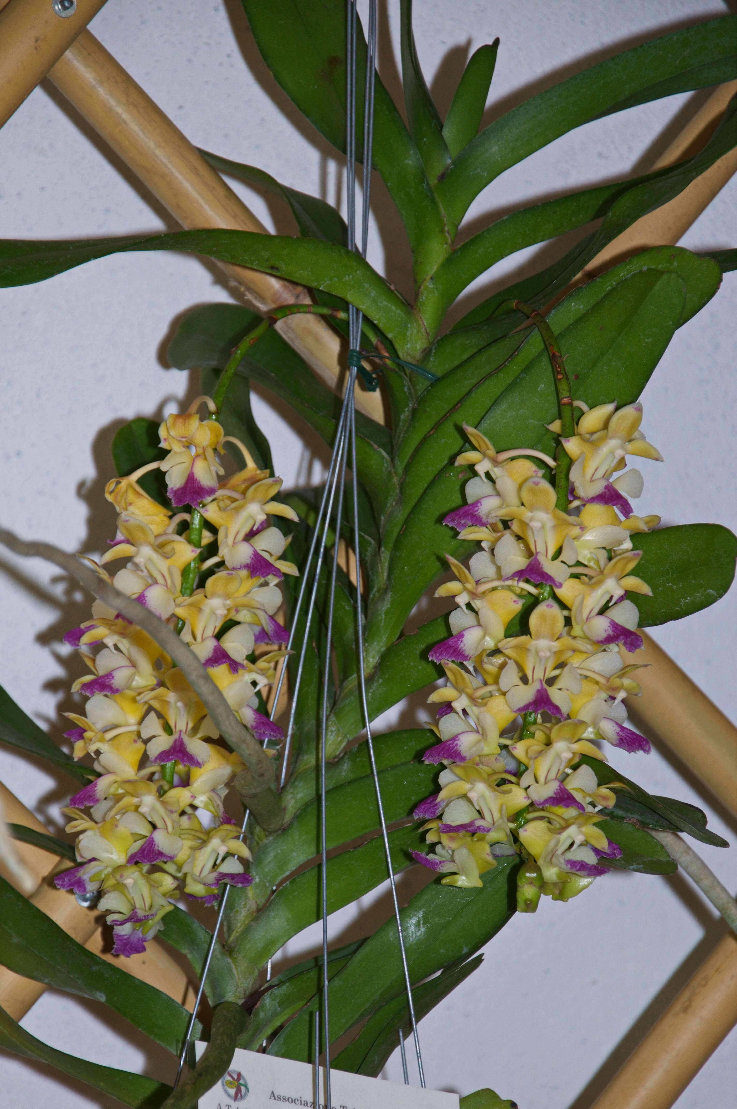 Image of Aerides houlletiana Rchb. fil.