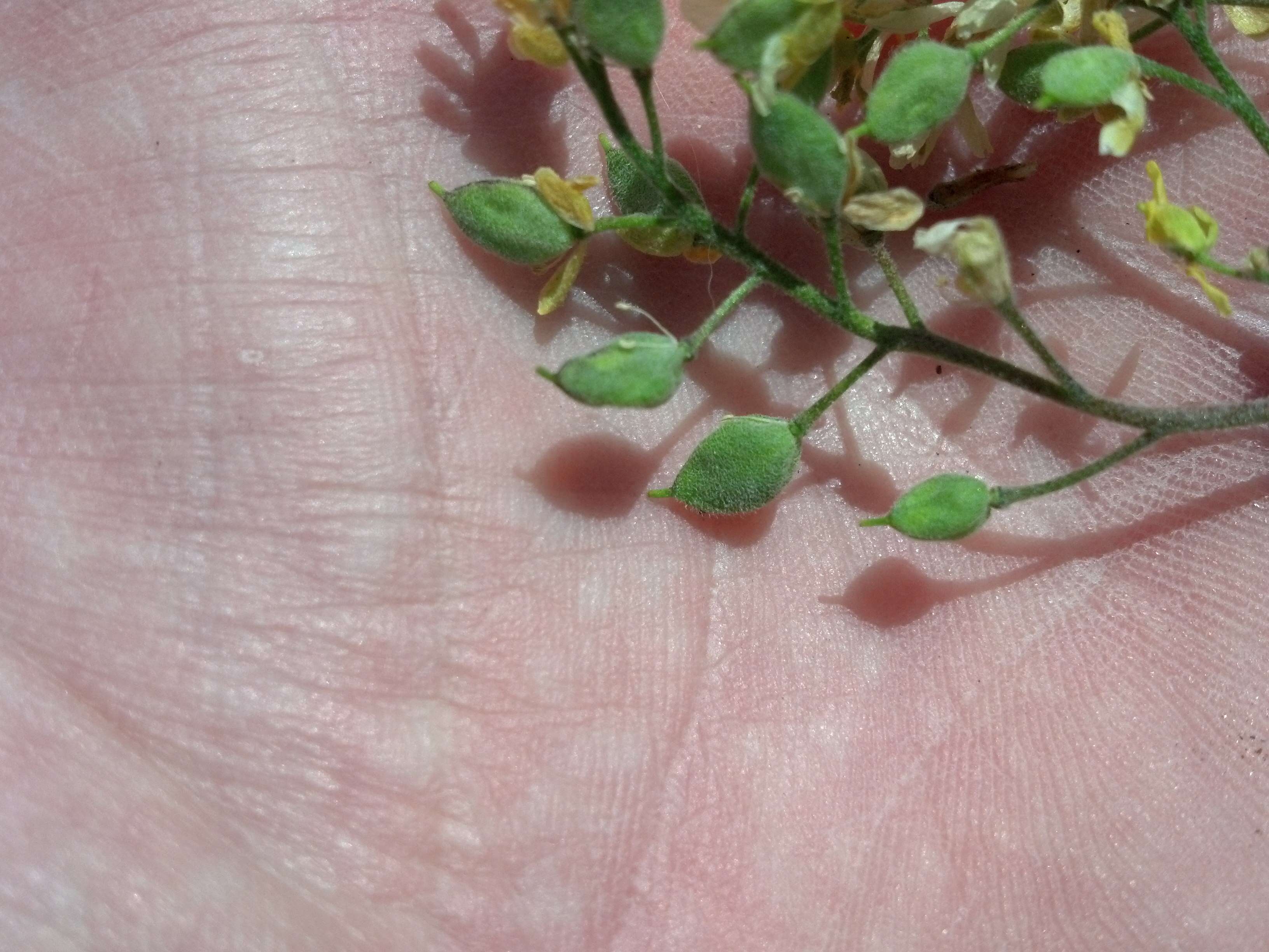 Image of globefruit draba