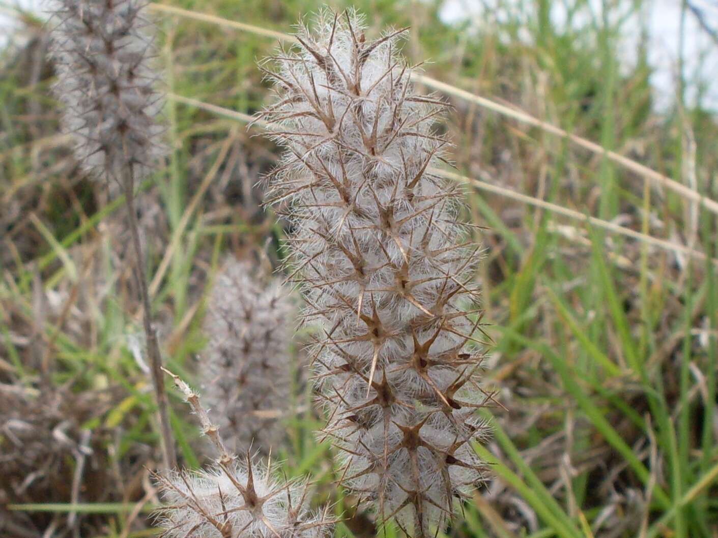 Image of Narrow Clover