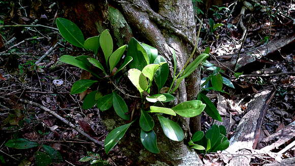 Image of peperomia