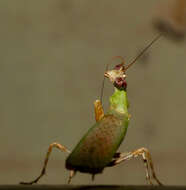 Image of Otomantis